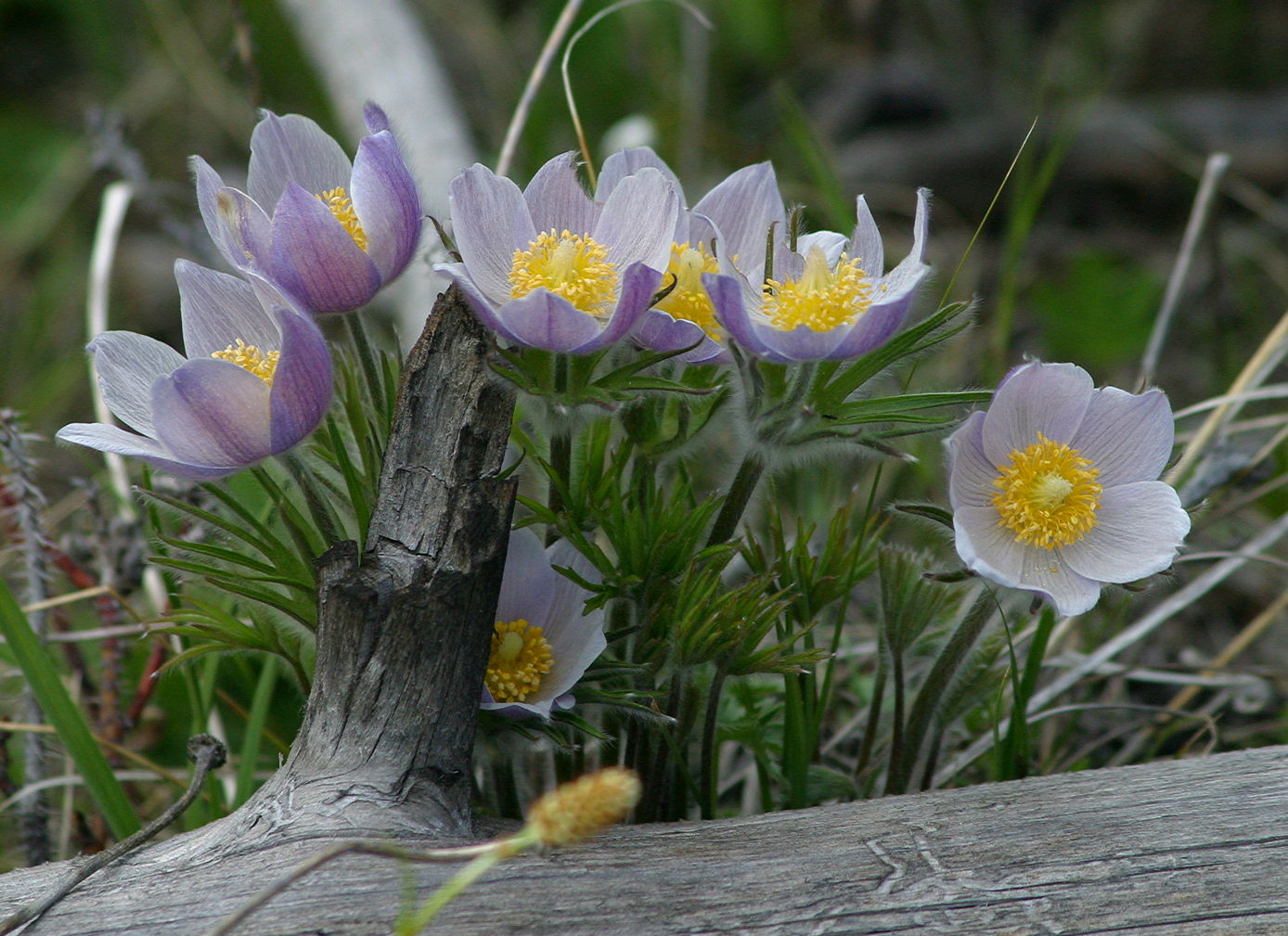 Anemone Anemone