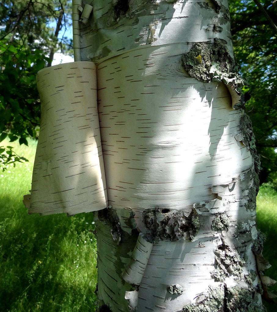 Birch bark biting merges traditional skill and contemporary art 