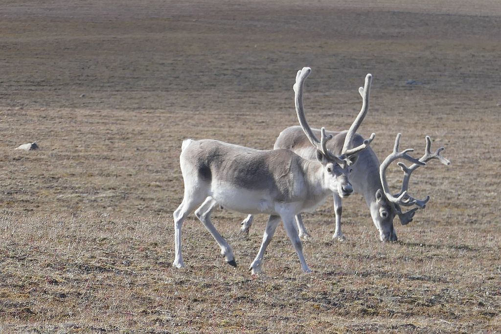 Peary Caribou at Qausuittuq National Park