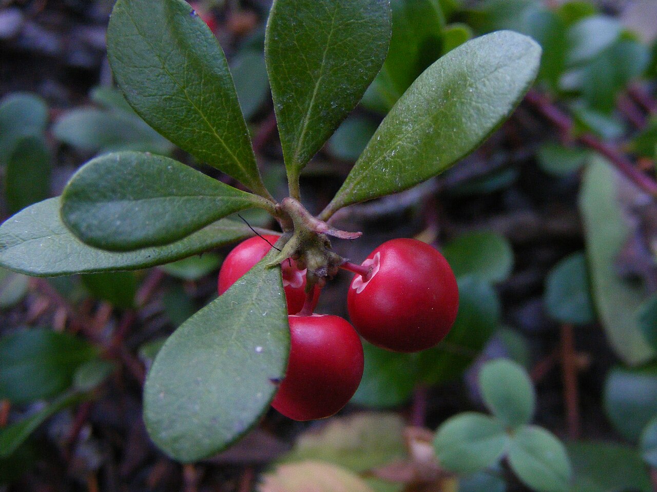 Raisin d'ours (kinnickinnick, ou <i>uva-ursi</i>) Raisin d'ours (kinnickinnick, ou <i>uva-ursi</i>)