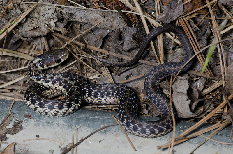 Maritime Gartersnake (Thamnophis sirtalis pallidulus)