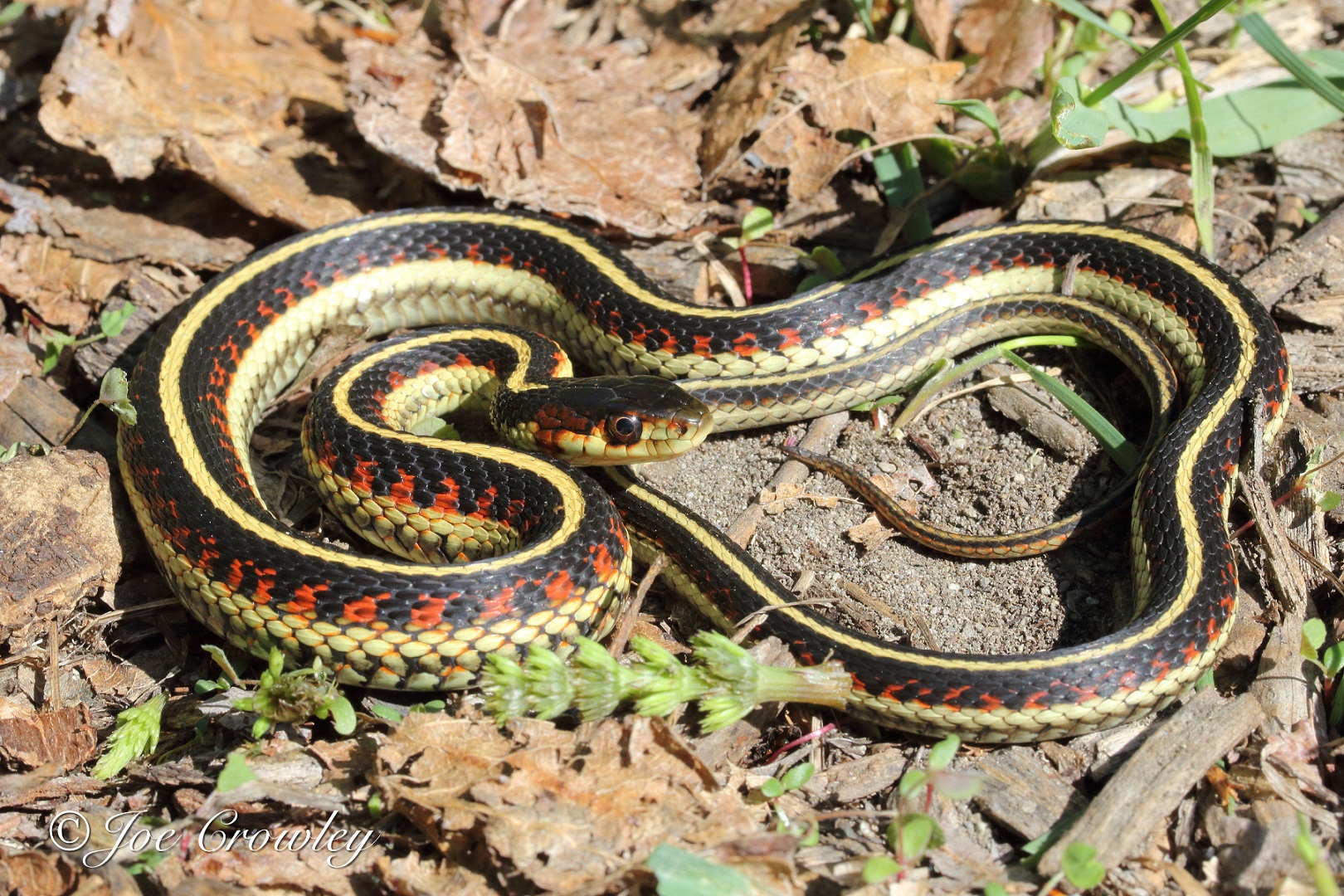 Valley Gartersnake (Thamnophis sirtalis fitchi)