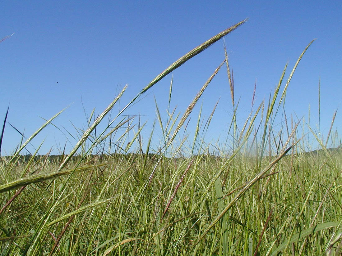 Riz sauvage