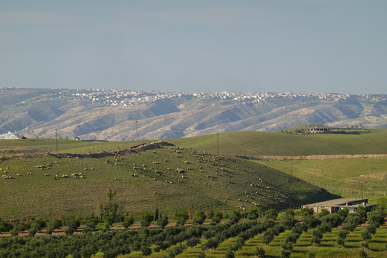 Landscape with green and olive trees.