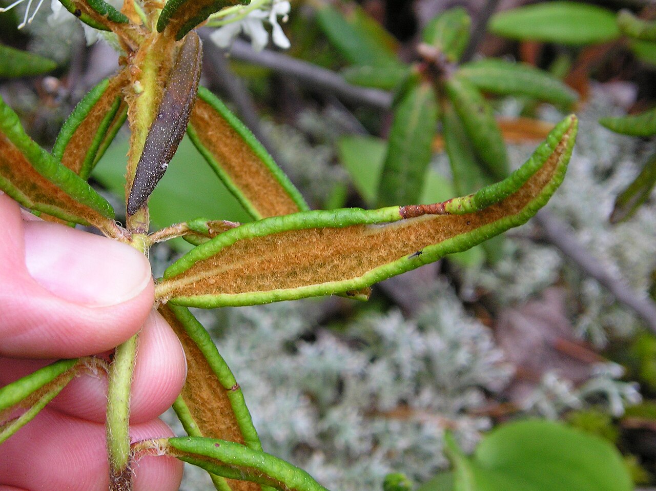 <i>Ledum groenlandicum</i> (leaves)