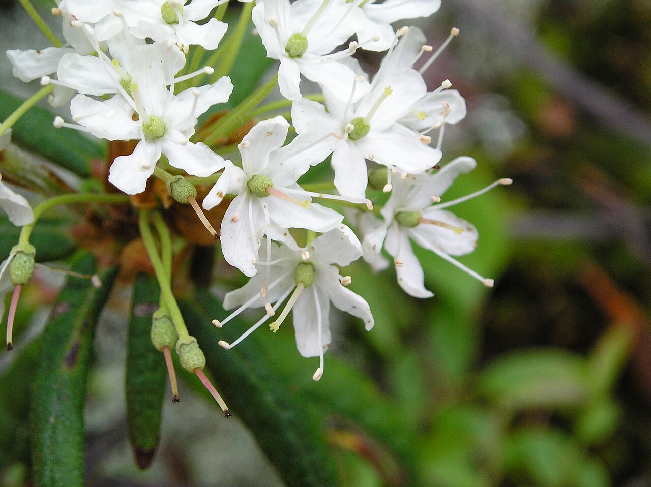 Ledum groenlandicum (fleurs)