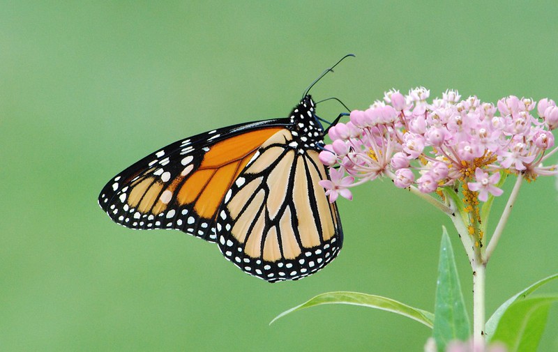 Monarch Butterflies' Signature White Spots May Help Them Fly