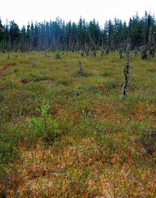 Muskeg