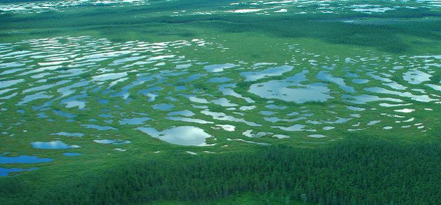 Muskeg