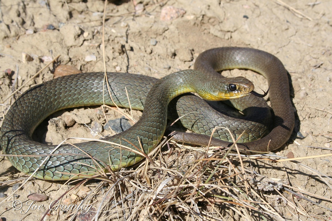 Eastern Yellow-Bellied Racer