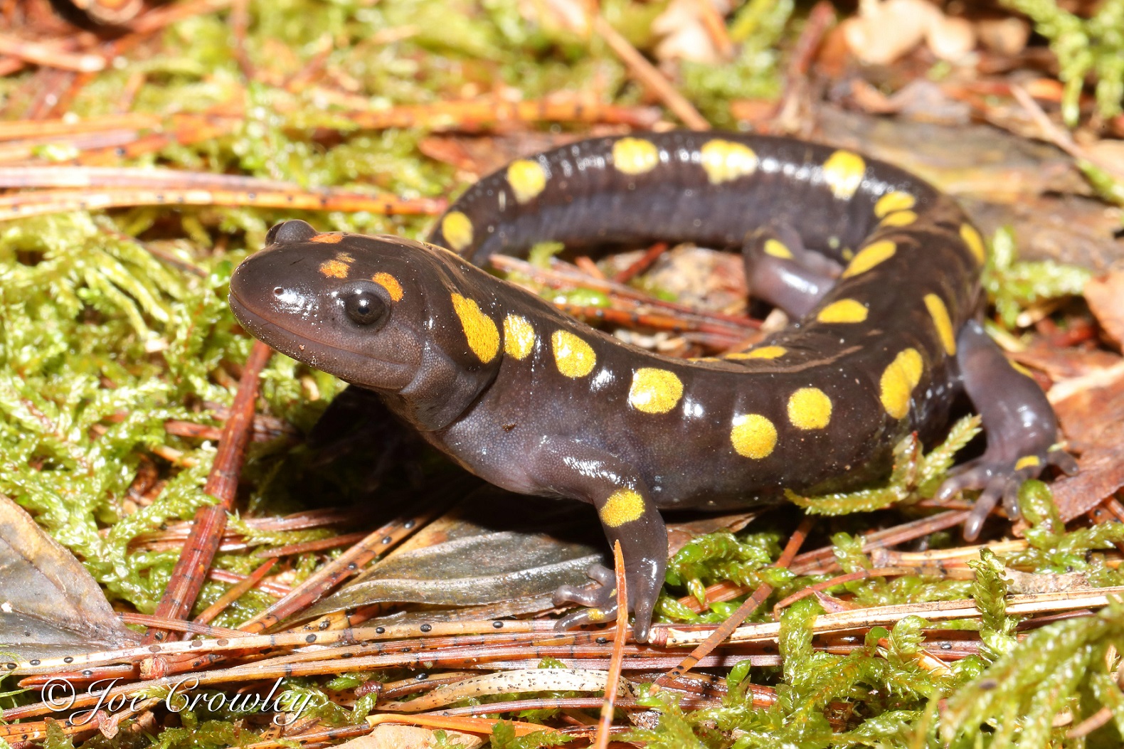 Ambystoma laterale : salamandre à points bleus