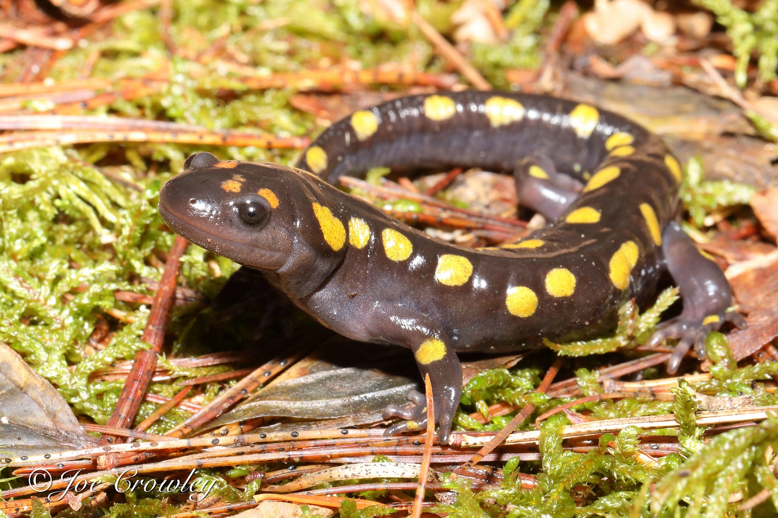 What Salamanders Live In Water At Scott Gerber Blog What Salamanders Live In Water At Scott Gerber Blog