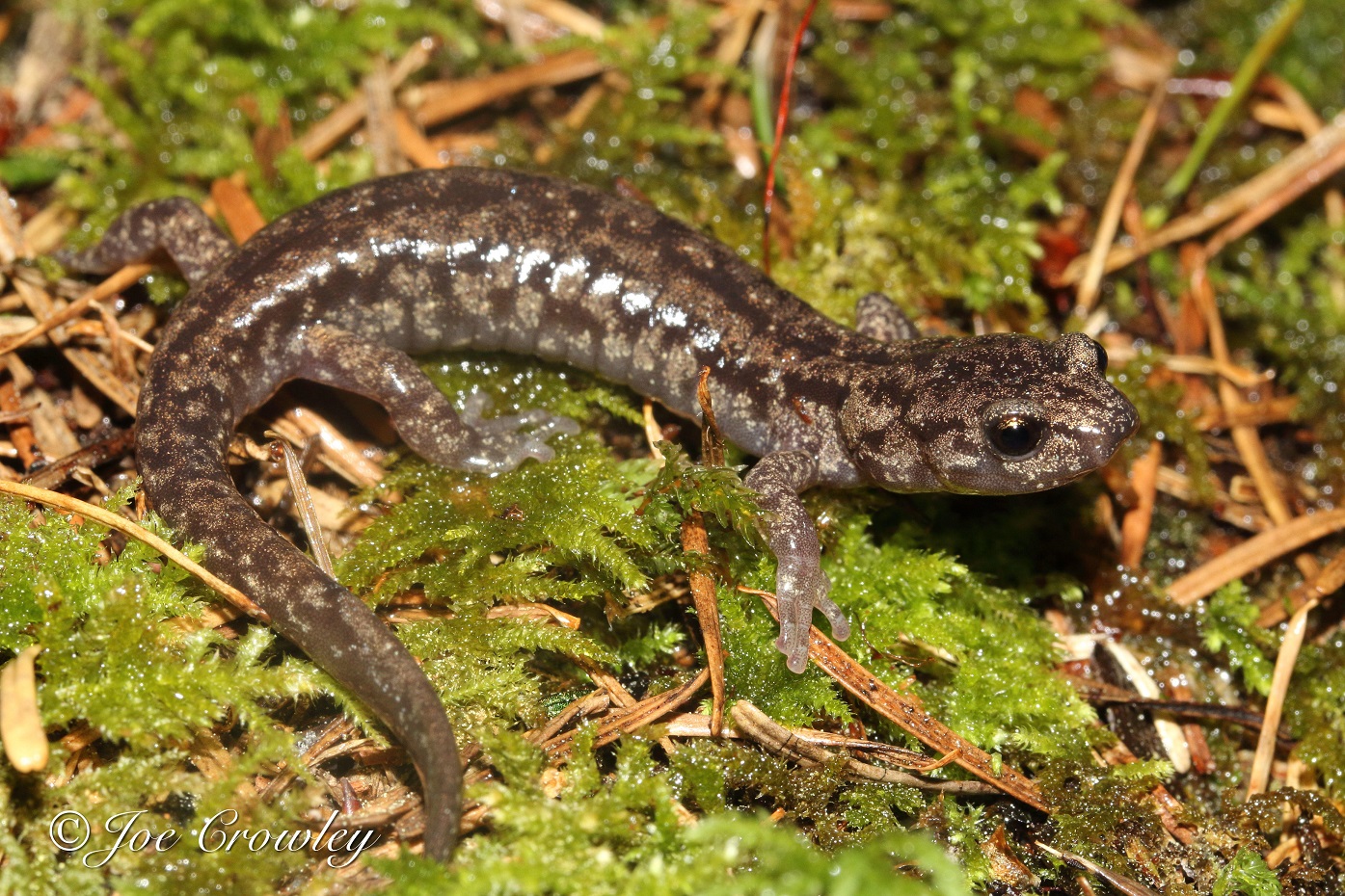 Wandering Salamander