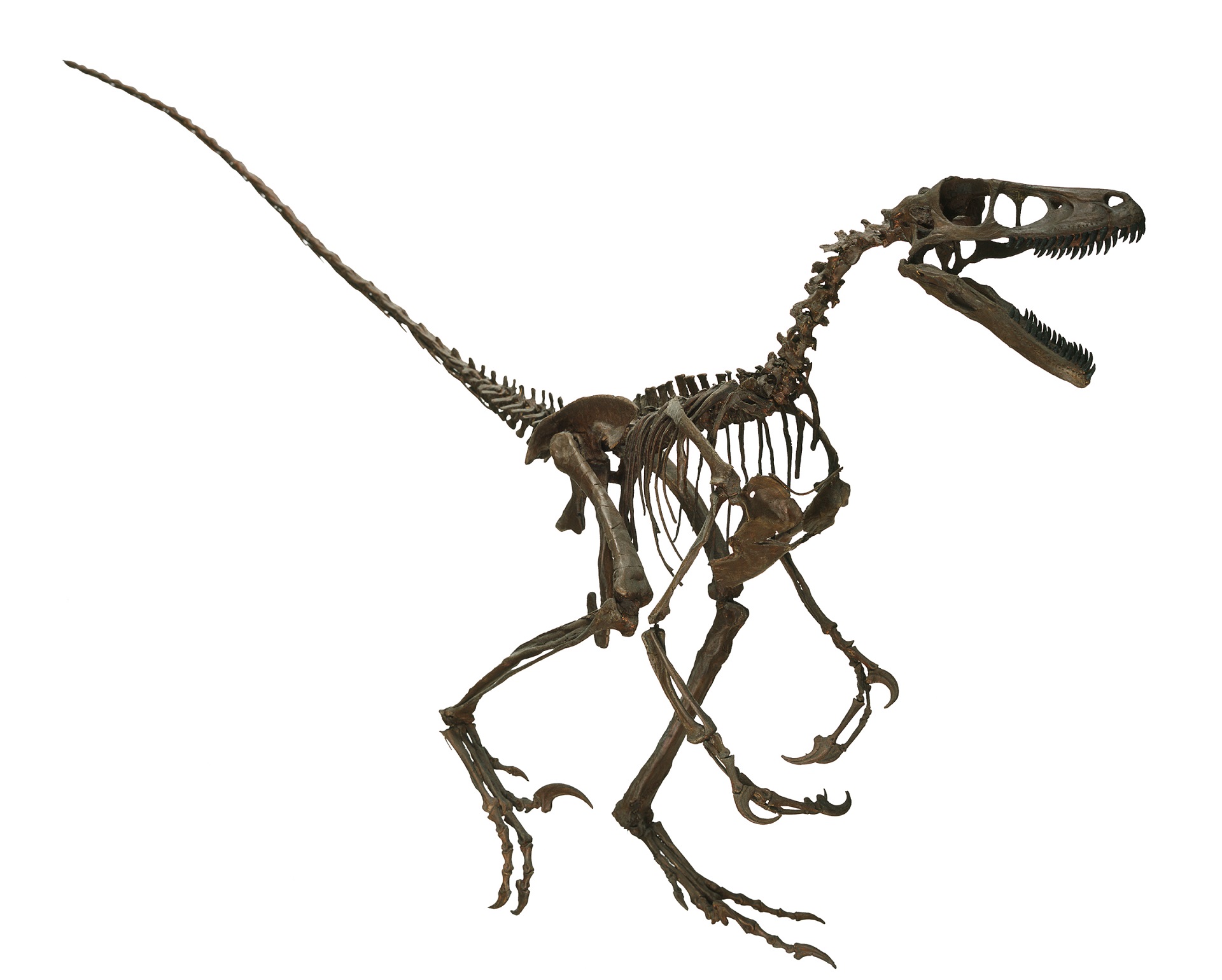 Squelette de Saurornitholestes