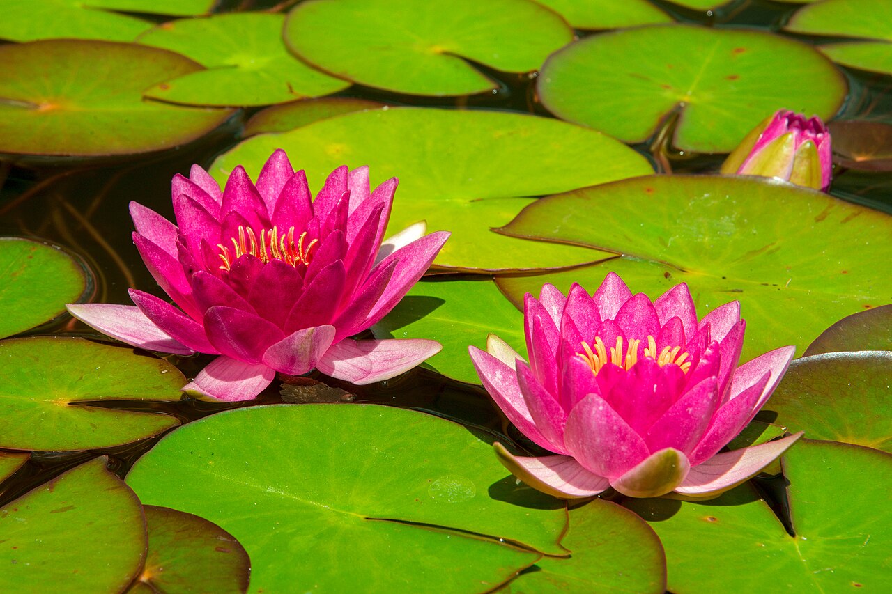 Water lilies Water lilies