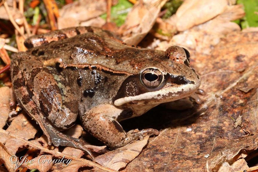 Grenouille des bois  l'Encyclopédie Canadienne