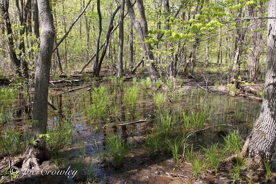 Wood Frog Habitat