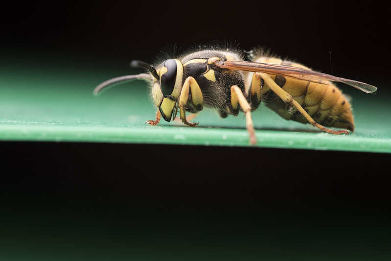 Guêpe de l’est (Vespula maculifrons)