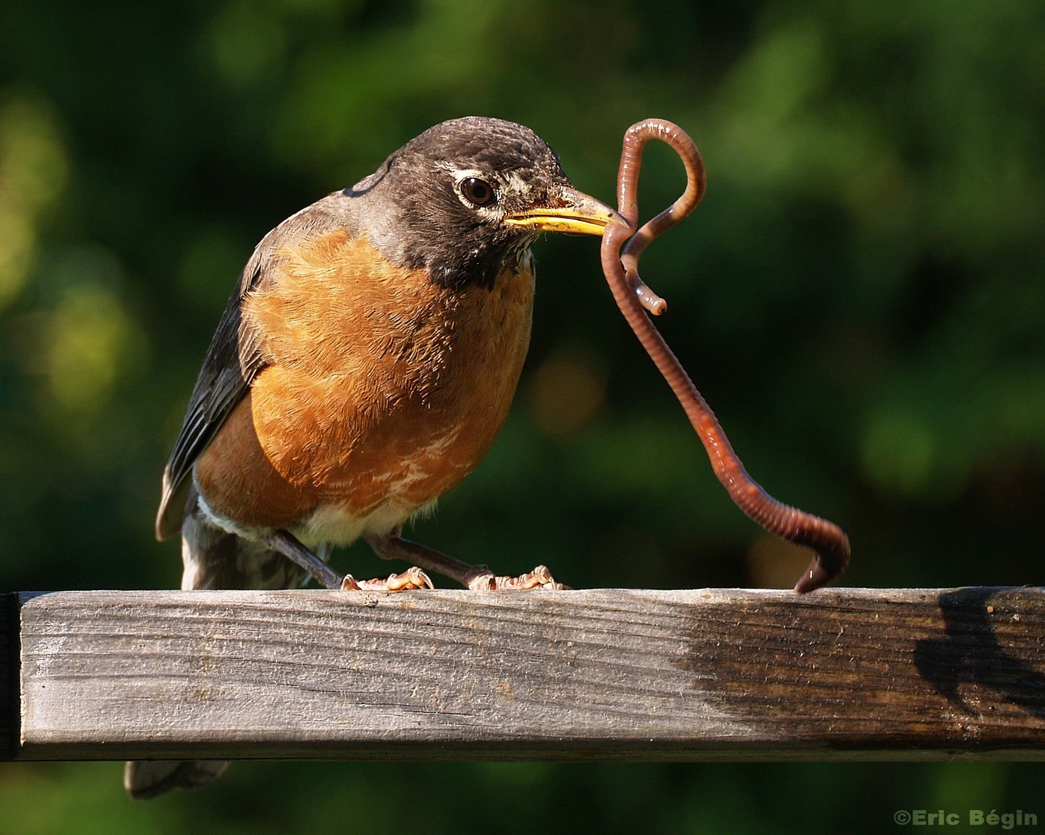 American Robin Eating an Earthworm Robin eating a worm.