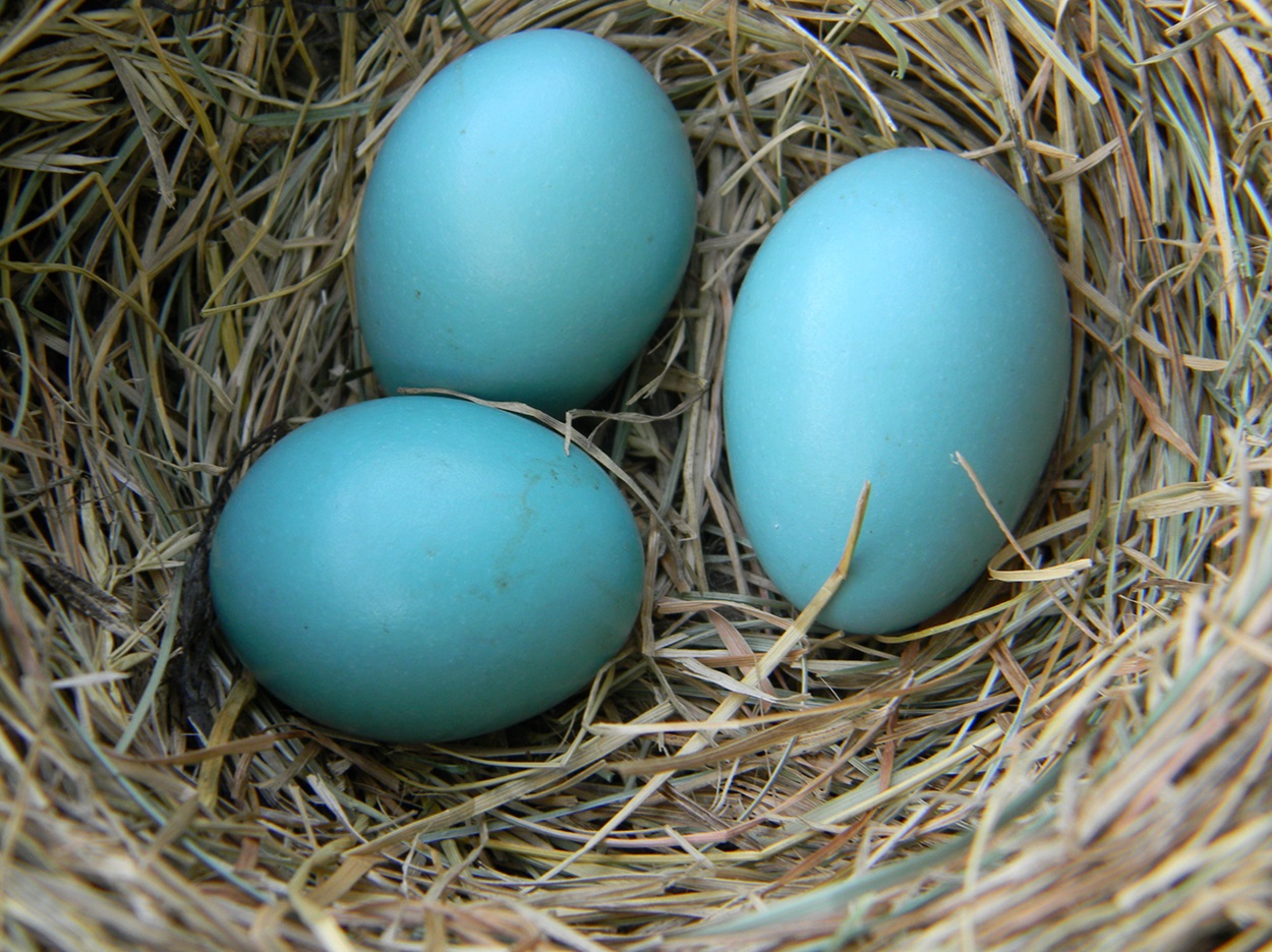 American Robin Eggs Three bluish-green eggs in a nest.