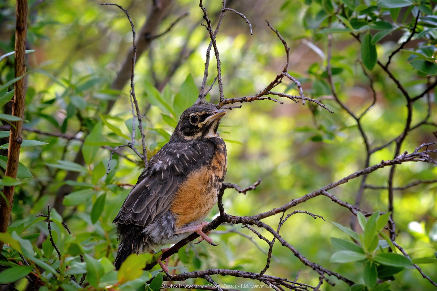 Fledgling American Robin Young, slightly scruffy robin.