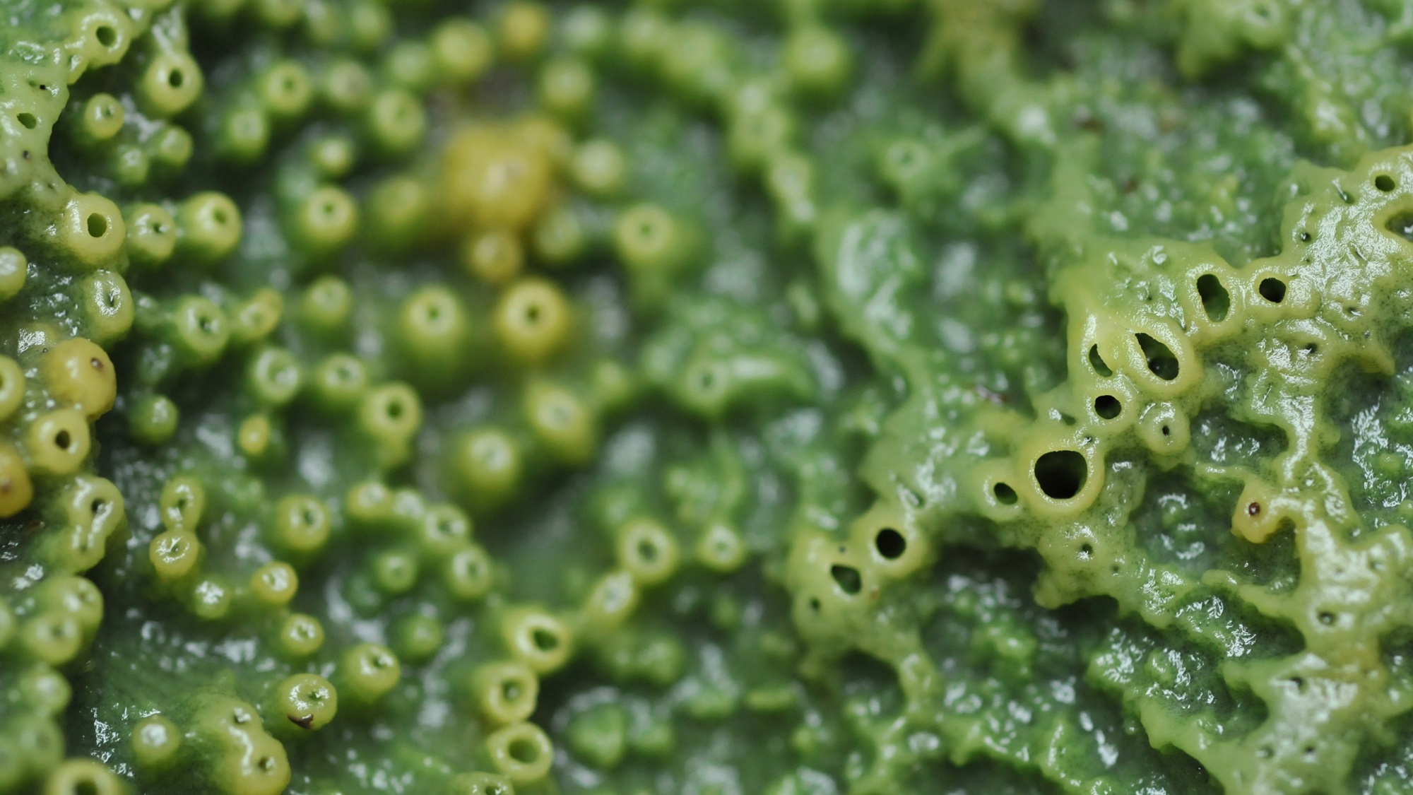 <p>Bread-crumb Sponge (<em>Halichondria panicea</em>)</p> Green sponge.