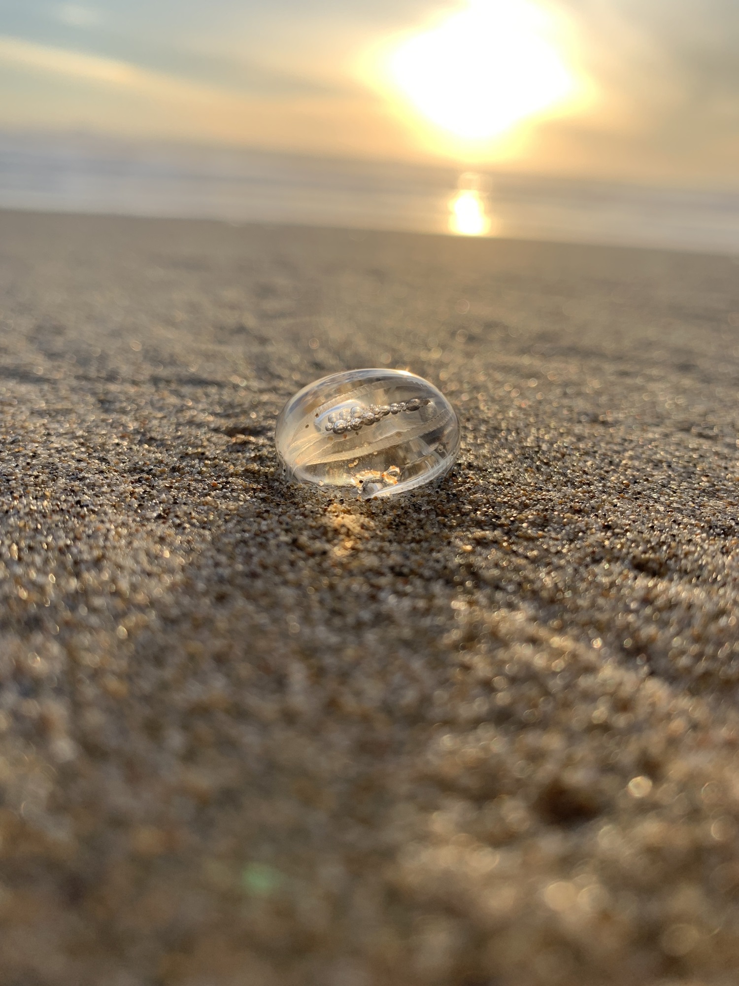 <p>Pacific sea gooseberry (<em>Pleurobrachia bachei</em>)</p> Small translucent orb on a beach.