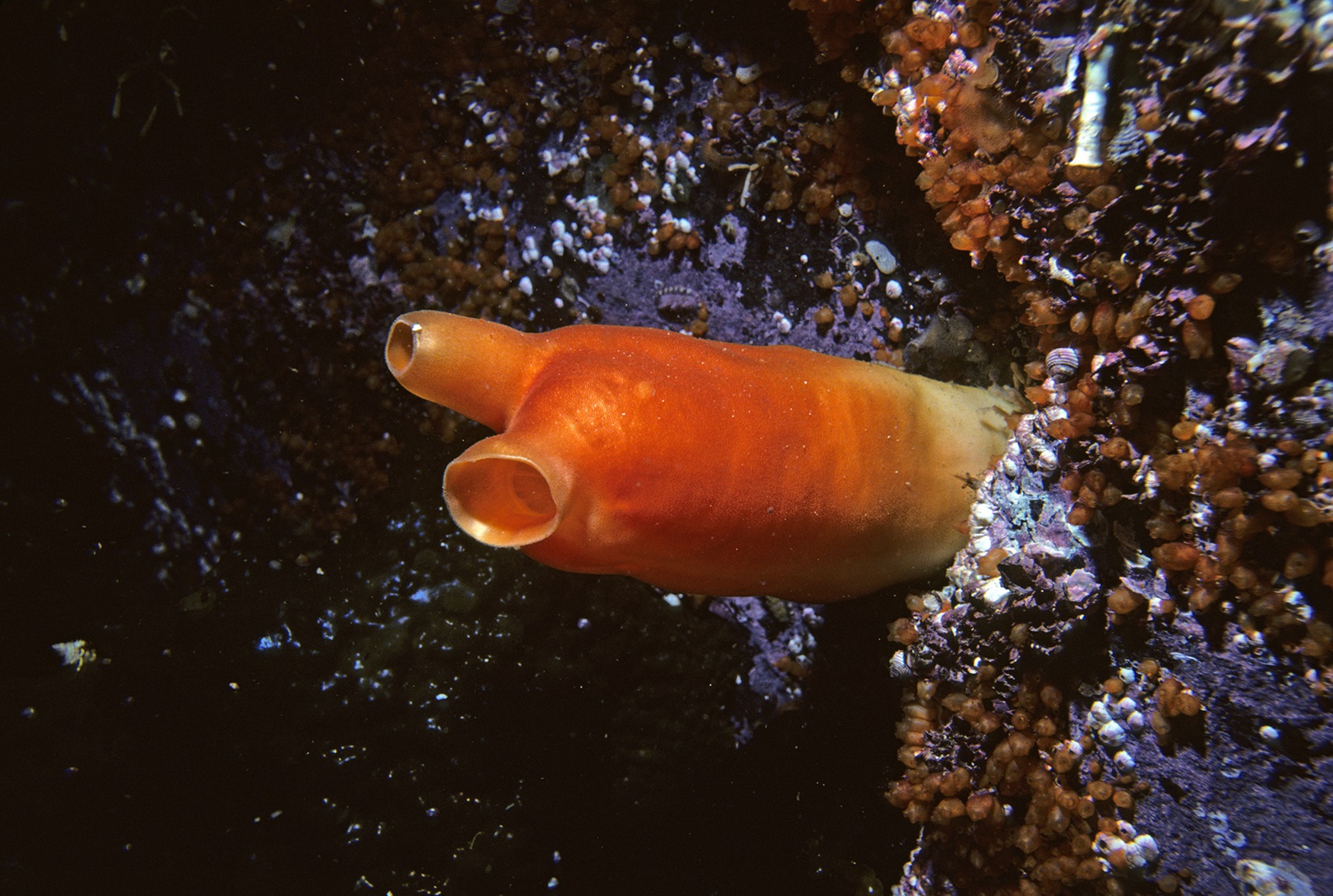 <p>Sea Peach (<em>Halocynthia pyriformis</em>)</p> Orange sea squirt underwater.