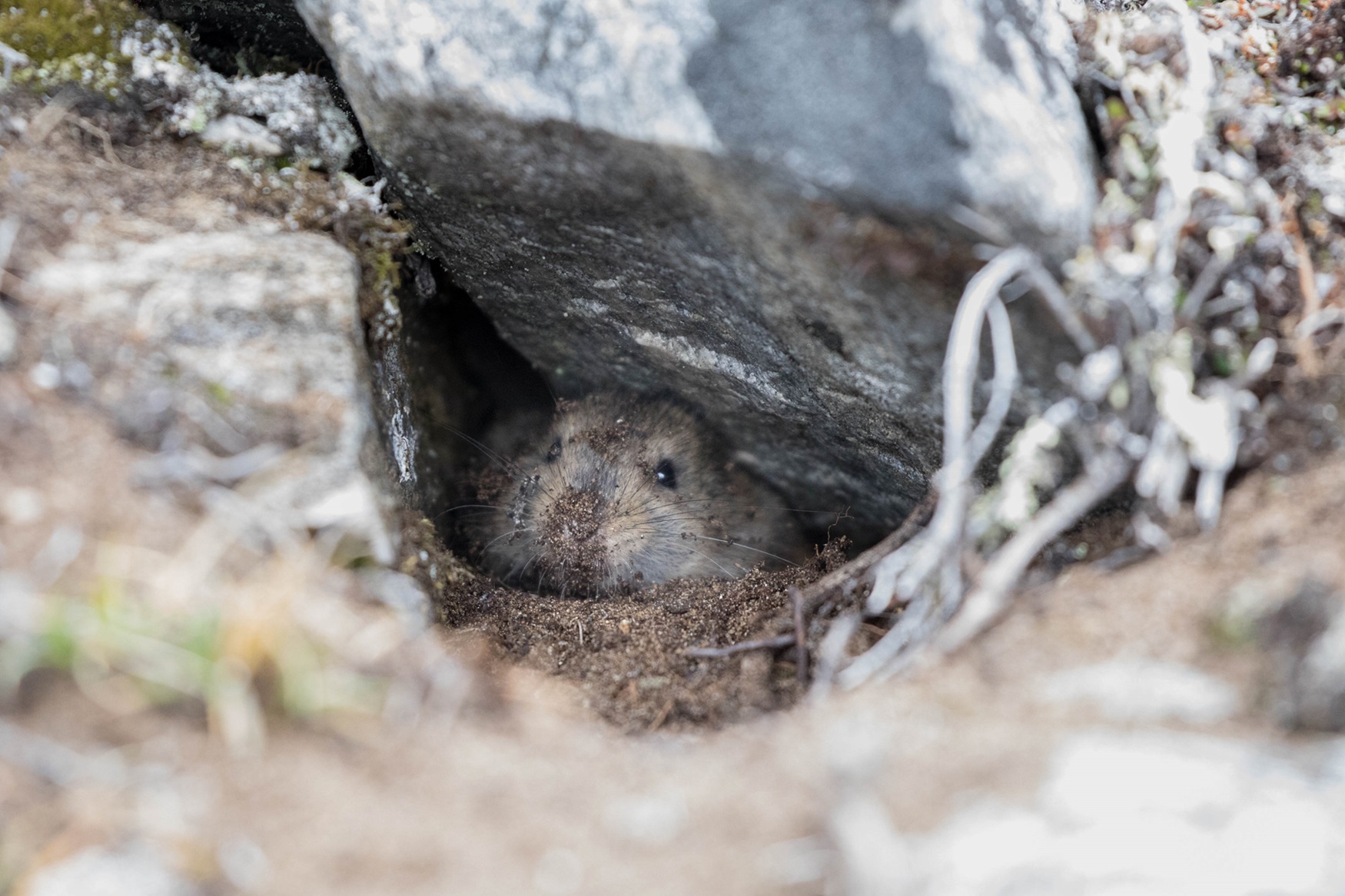 Small brown mammal poking out from beneath a rock.