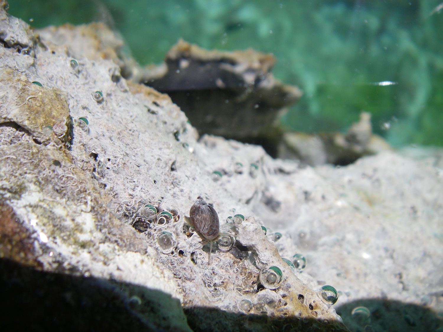 Banff Springs Snail A small snail underwater.
