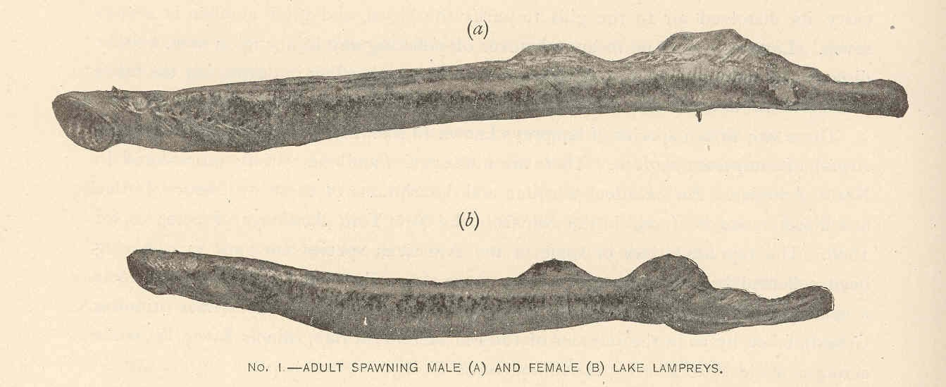 Lamproie de Vancouver Illustration d’une lamproie mâle et d’une lamproie femelle.