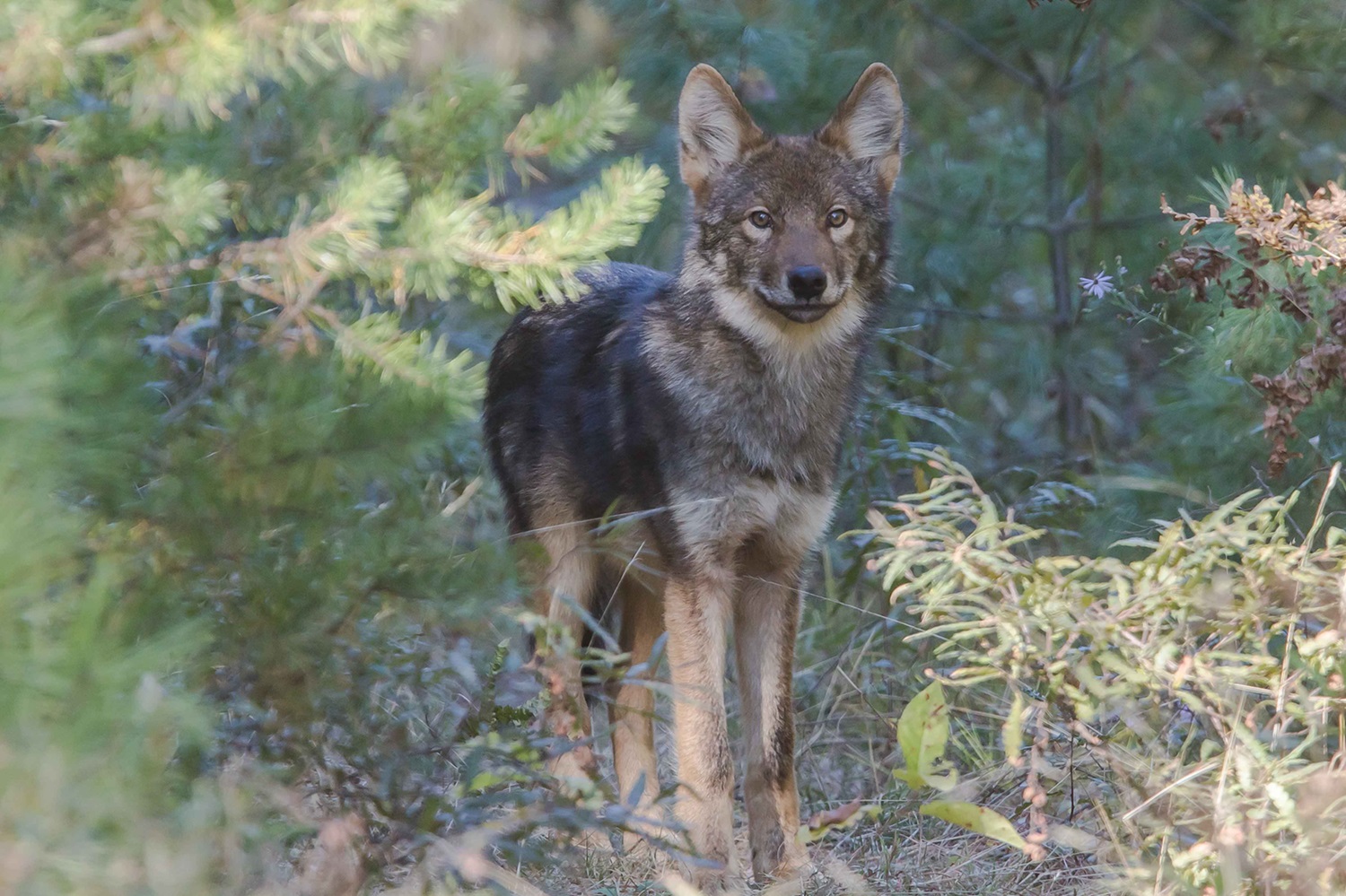 Sleek wolf among some shrubbery.