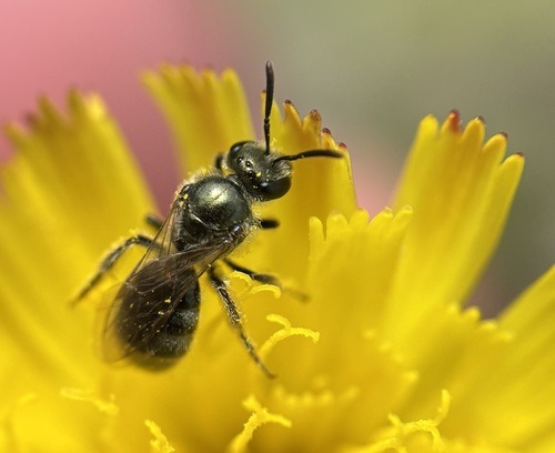 Halicte de l’île de Sable Petite abeille sur une fleur jaune.