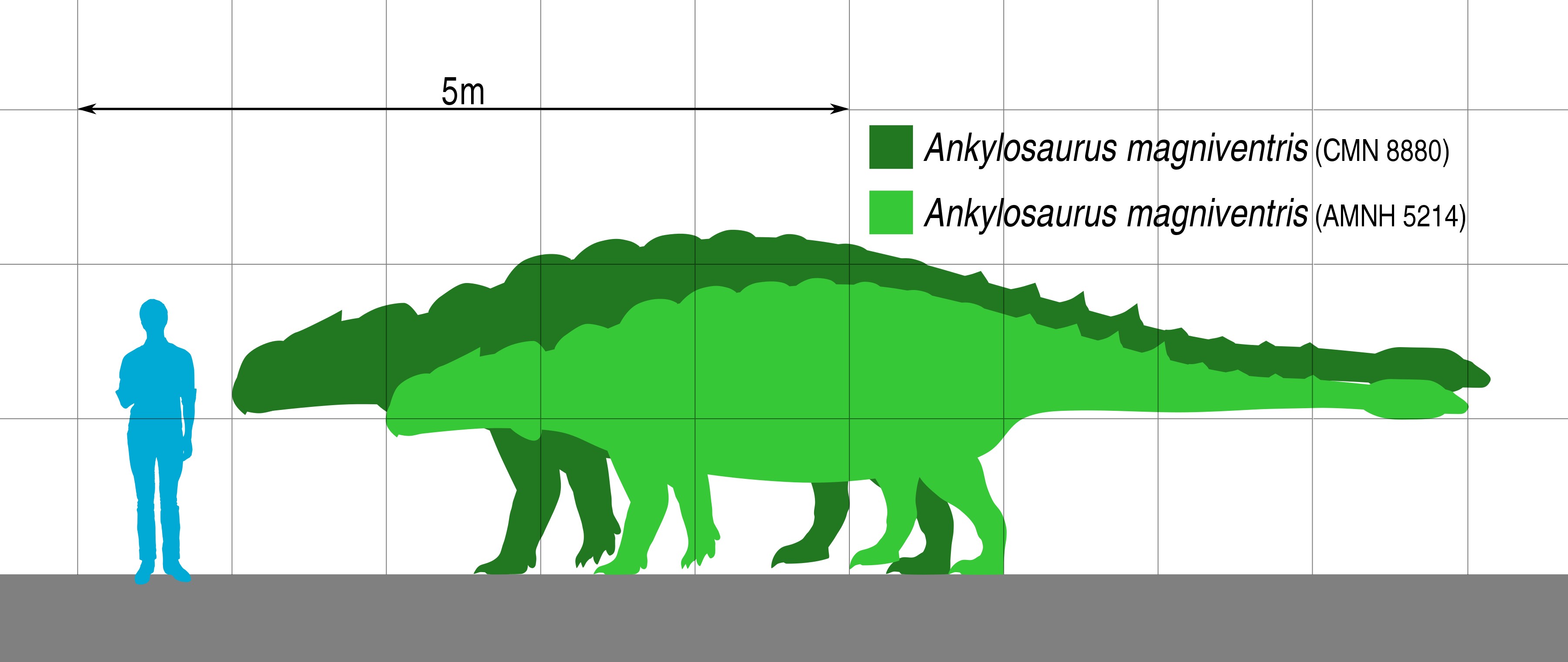 Ankylosaurus Size Size of ankylosaur specimens compared to a human.