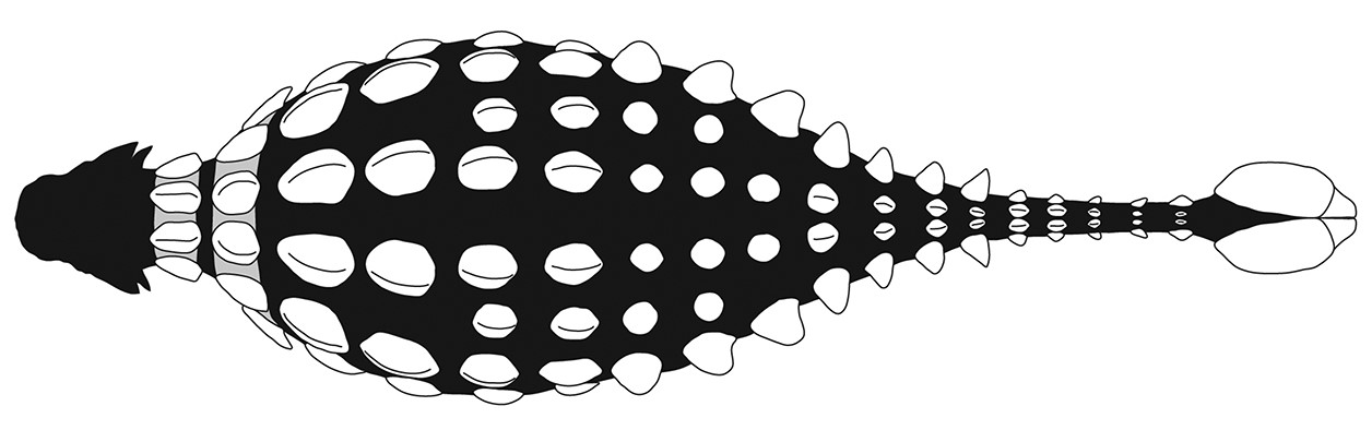 Ankylosaurus Armour Illustration of the back of an ankylosaur.
