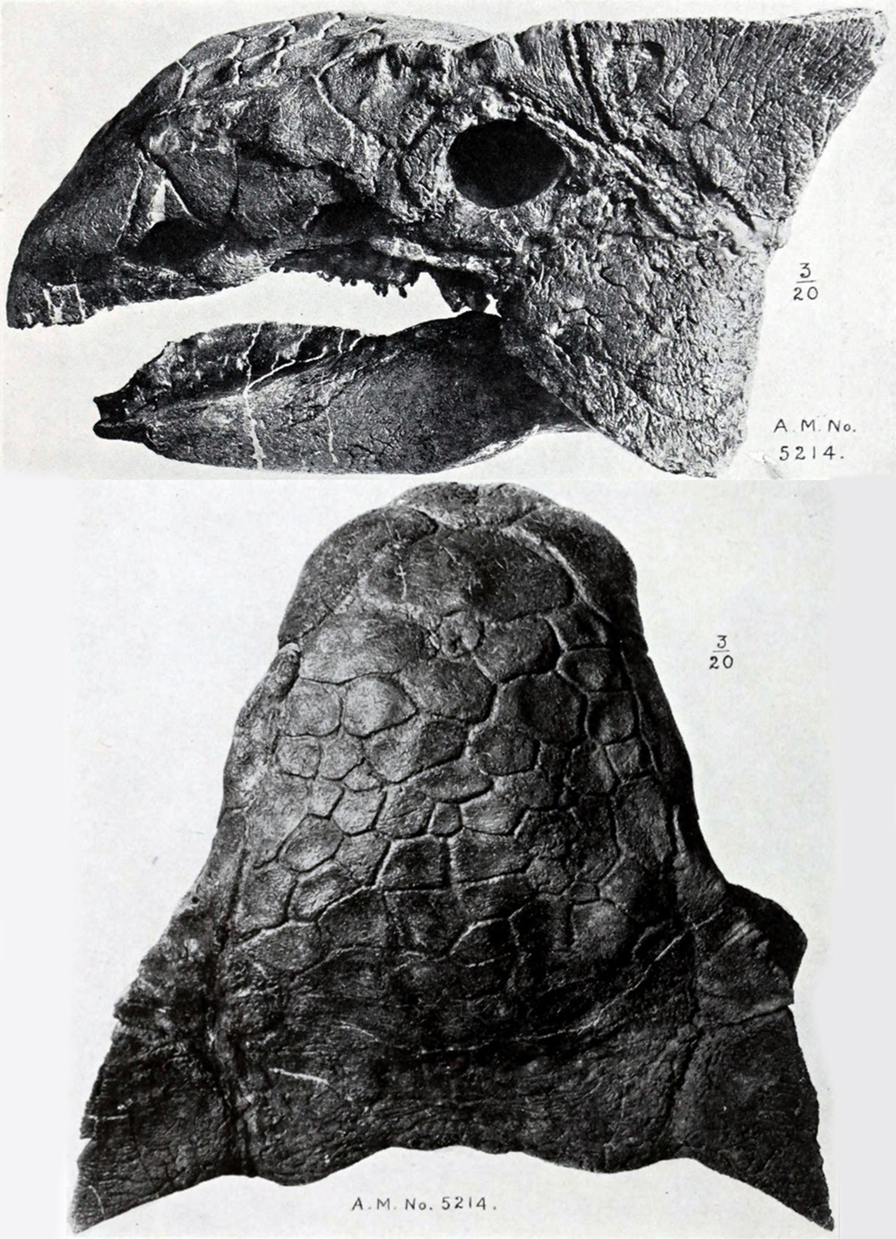 Ankylosaurus Skull Two views of an ankylosaur skull.