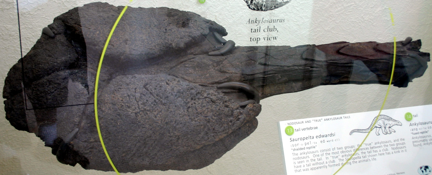 Ankylosaurus Tail Club Tail club in museum display.