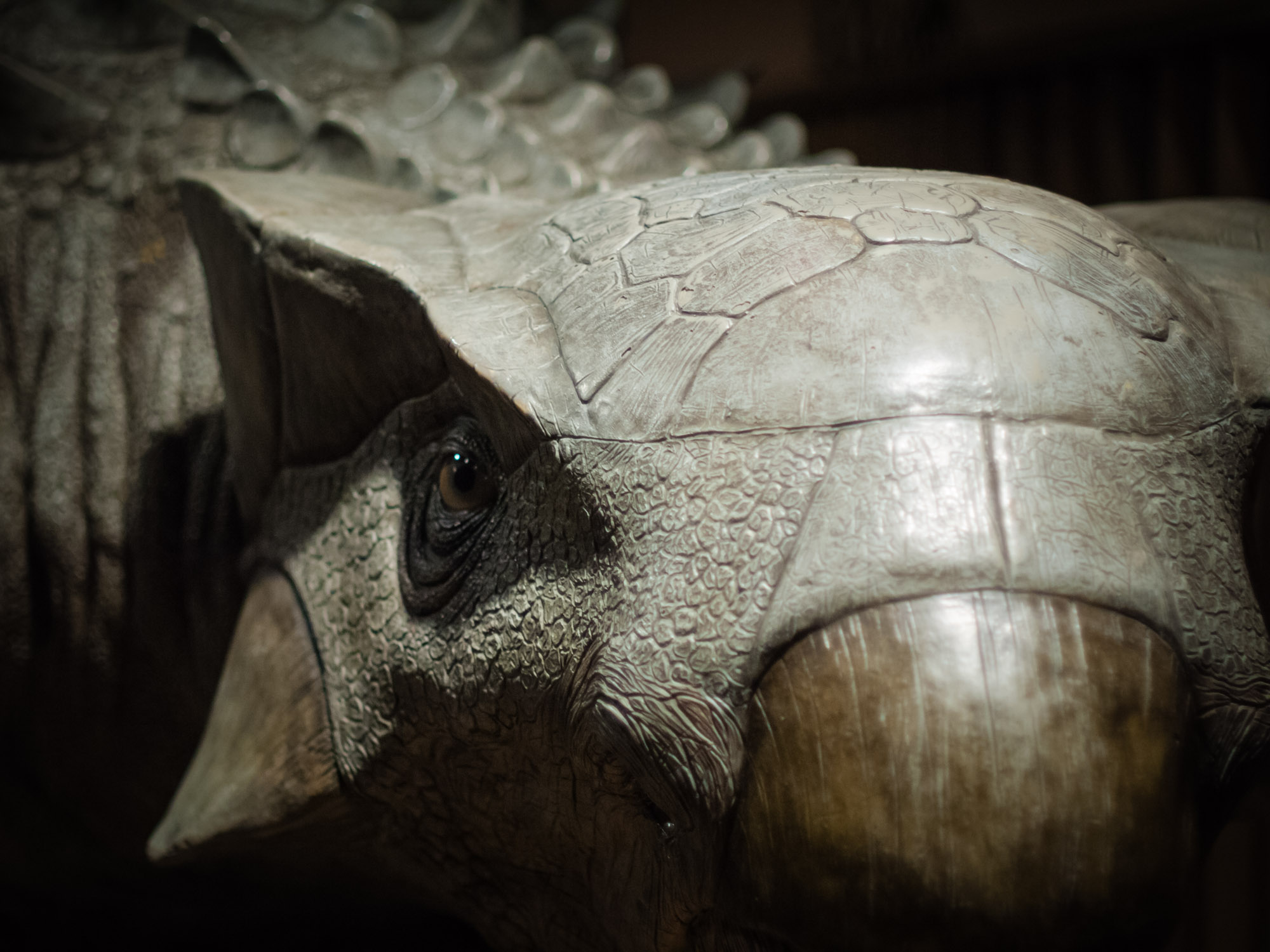 Ankylosaurus Photograph of Ankylosaurus sculpture at the Cincinnati Museum Center.