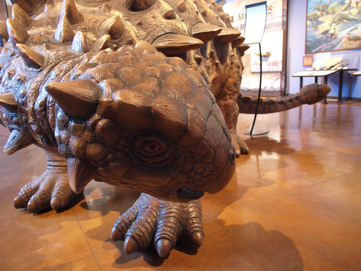 Ankylosaurus Sculpture Ankylosaurus sculpture in a museum.