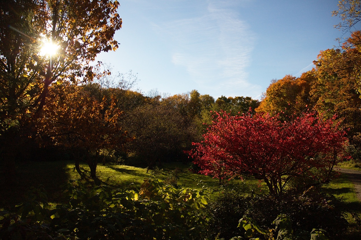 Morgan Arboretum in the Fall Tree leaves changing colours.