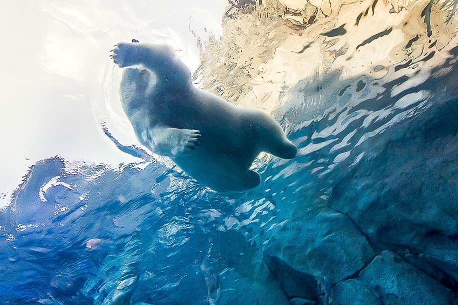 View of a polar bear from below.
