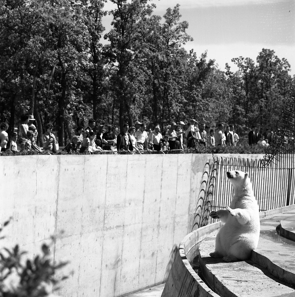 Polar bear in enclosure.