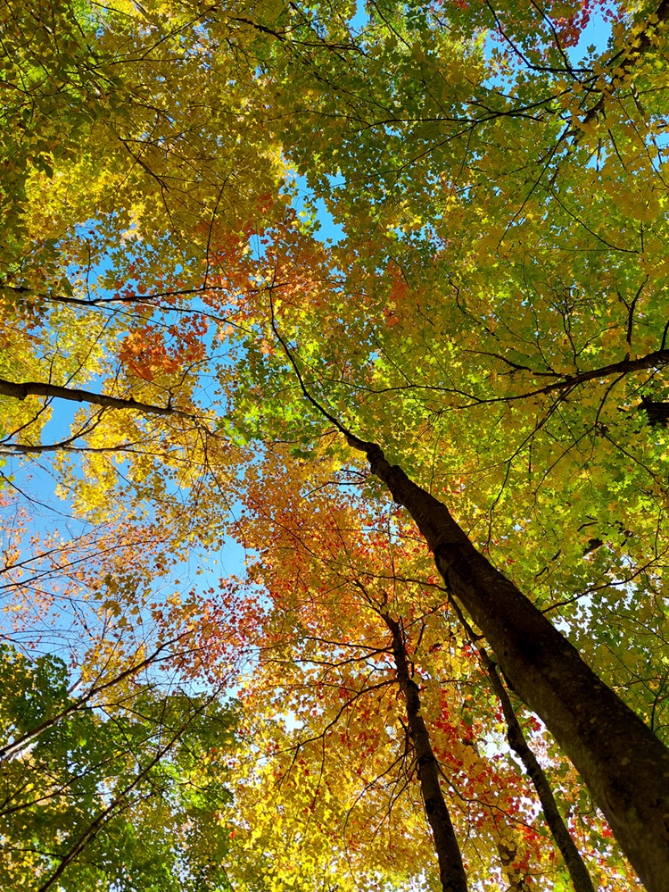 Colourful Leaves View from beneath of a colourful tree canopy.