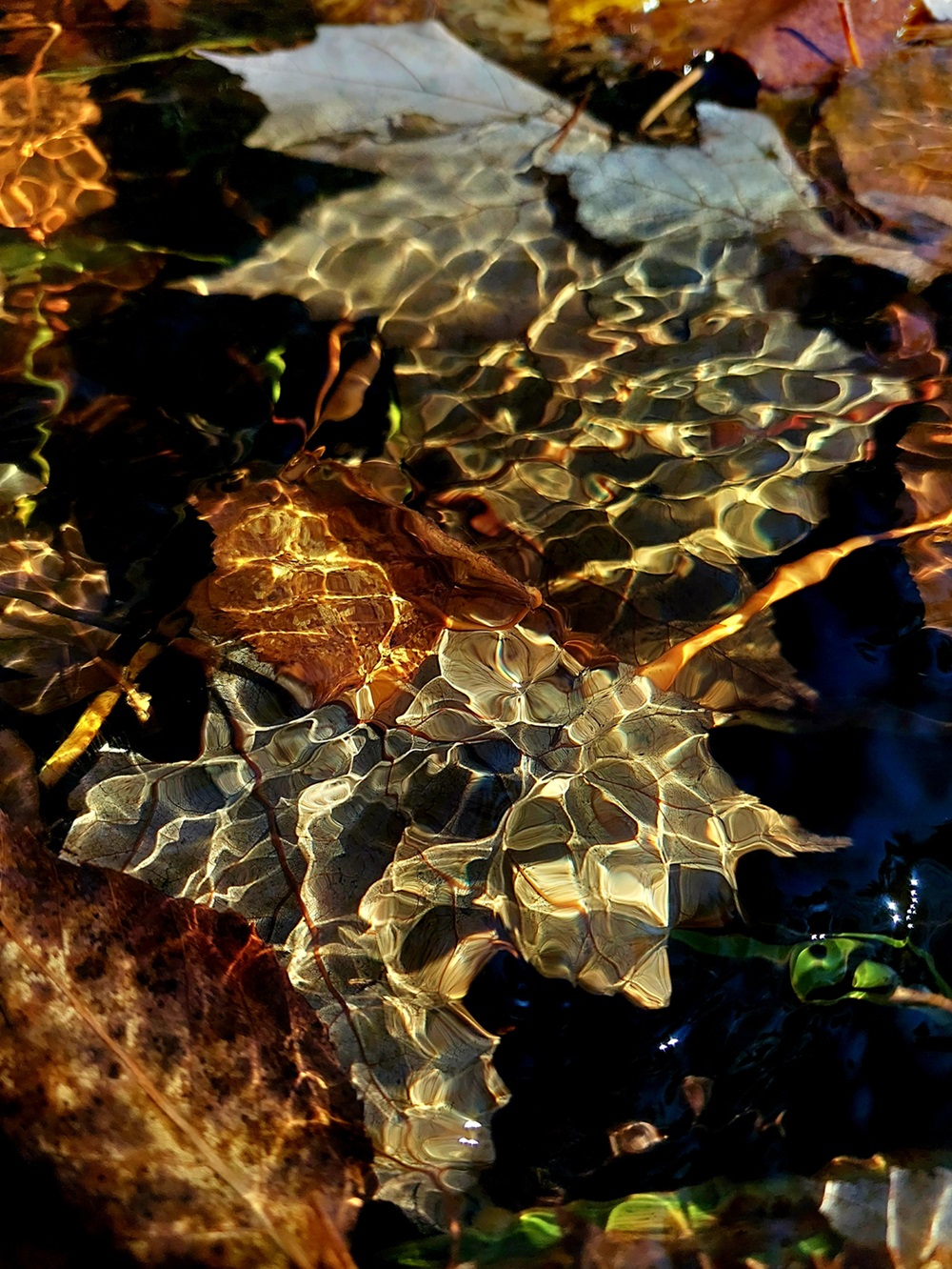 Leaf Litter Brown leaves under flowing water.