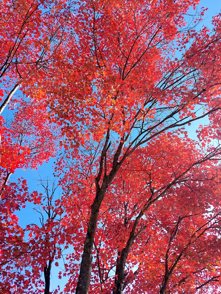 Red Leaves Bright Red Leaves