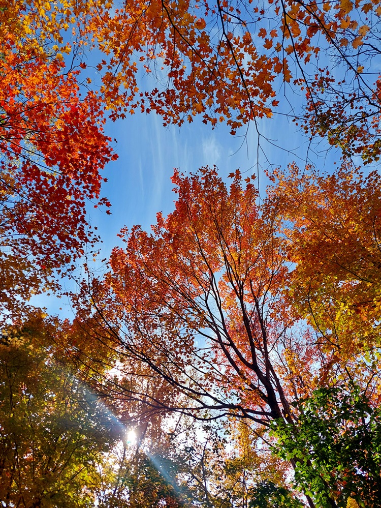 Forest Canopy Variable colours on a forest’s canopy.