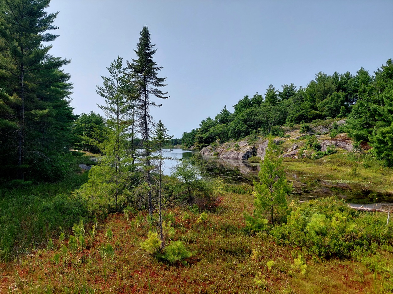 Wetland Wetland in the summer.