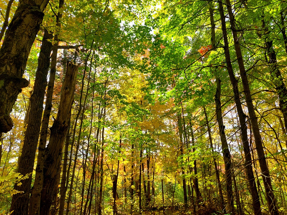 Yellow Leaves Forest aglow with light streaming through golden leaves.