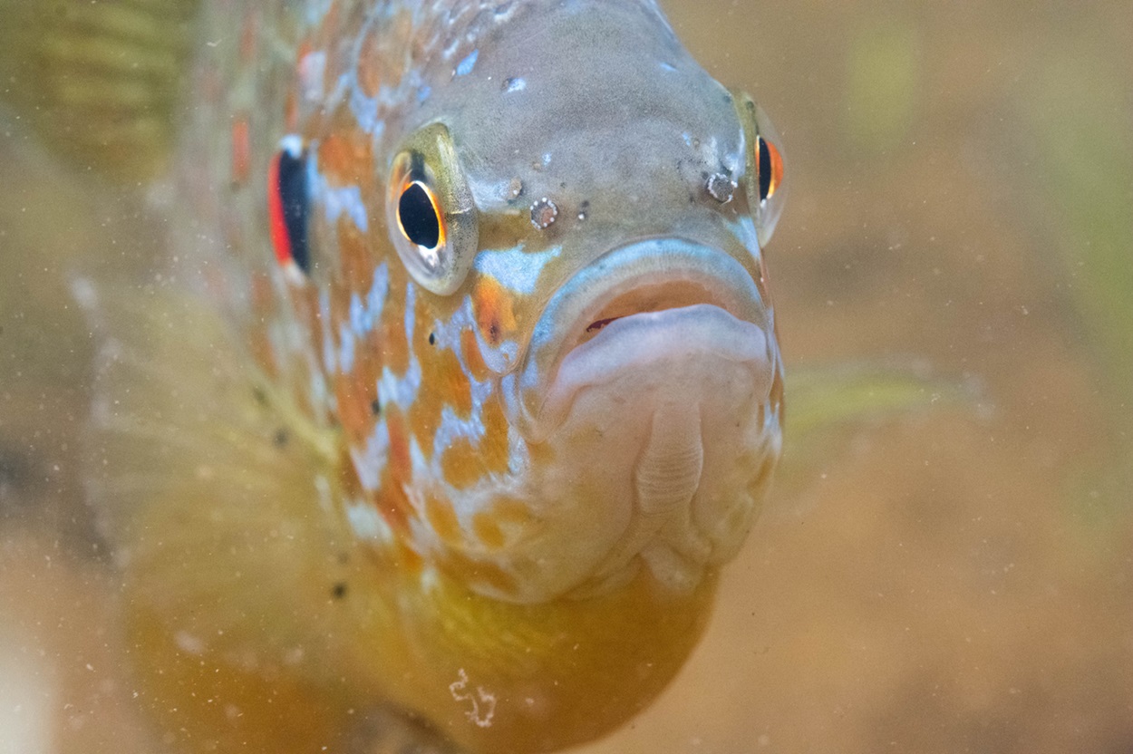 Pumpkinseed Fish facing the camera.