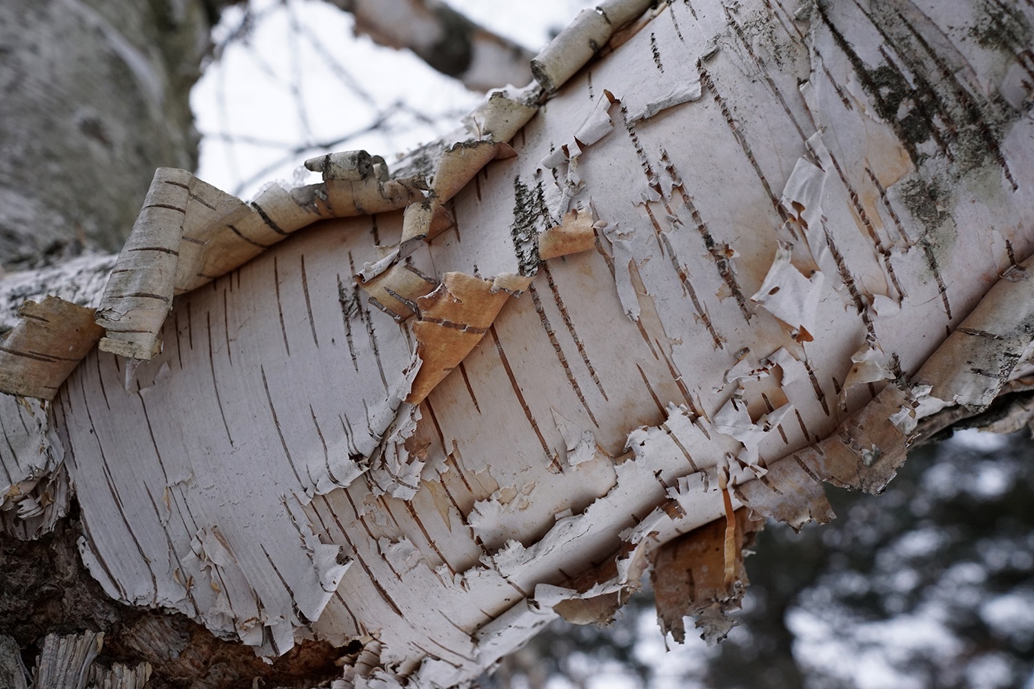 Écorce blanche qui s'exfolie d'un bouleau blanc.